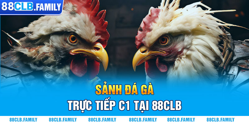 Sảnh đá gà trực tiếp C1 tại 88CLB