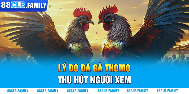 Lý do đá gà Thomo thu hút người xem