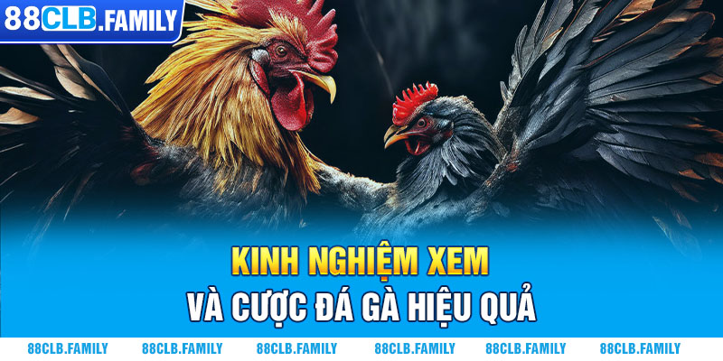 Kinh nghiệm xem và cược đá gà hiệu quả